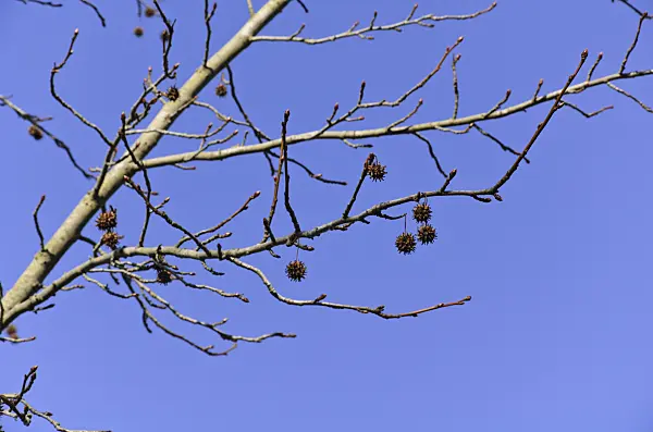 492032 - American sweetgum (Liquidambar styraciflua)