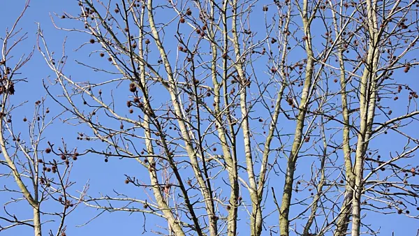 492051 - American sweetgum (Liquidambar styraciflua)
