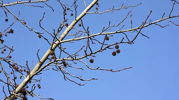 492052 - American sweetgum (Liquidambar styraciflua)