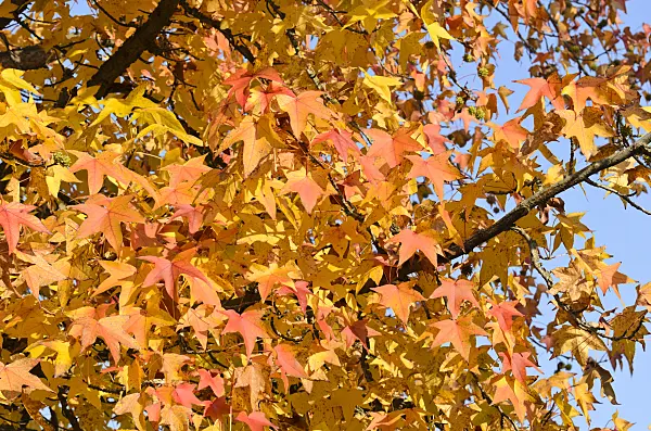 502020 - American sweetgum (Liquidambar styraciflua)