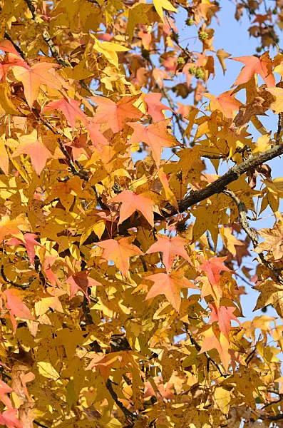 502021 - American sweetgum (Liquidambar styraciflua)