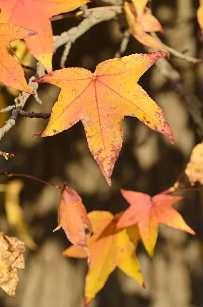 502022 - American sweetgum (Liquidambar styraciflua)