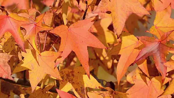 502028 - American sweetgum (Liquidambar styraciflua)