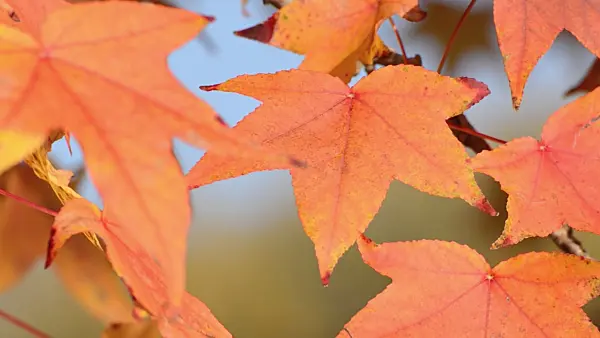 502029 - American sweetgum (Liquidambar styraciflua)