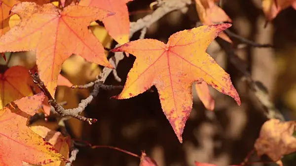 502030 - American sweetgum (Liquidambar styraciflua)