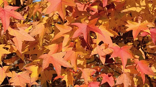 502031 - American sweetgum (Liquidambar styraciflua)