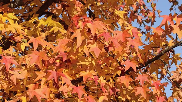 502032 - American sweetgum (Liquidambar styraciflua)