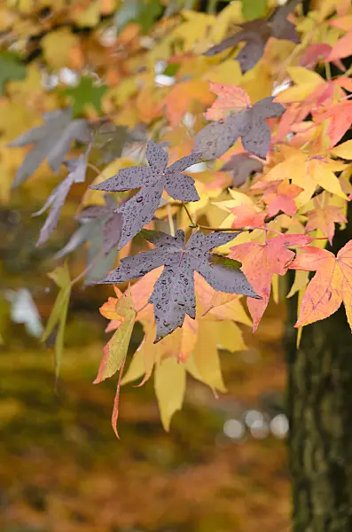 525390 - American sweetgum (Liquidambar styraciflua)
