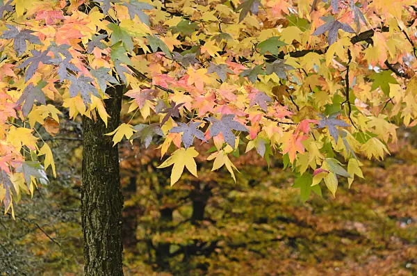 525391 - American sweetgum (Liquidambar styraciflua)