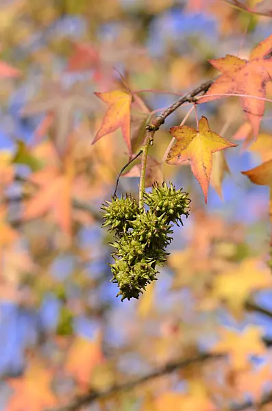 525414 - American sweetgum (Liquidambar styraciflua)