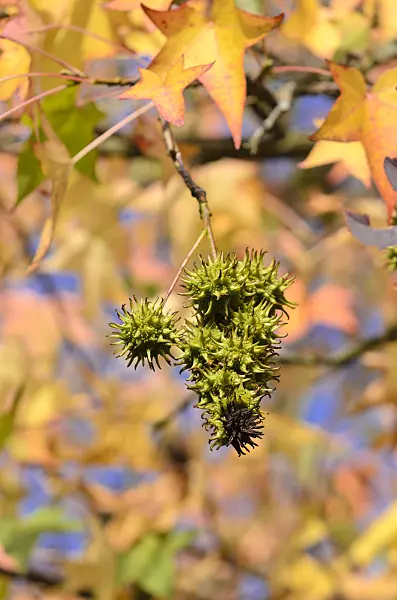 525415 - American sweetgum (Liquidambar styraciflua)