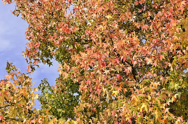 525423 - American sweetgum (Liquidambar styraciflua)