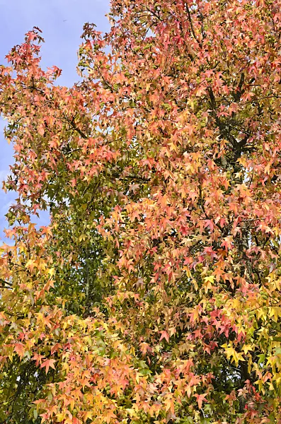 525424 - American sweetgum (Liquidambar styraciflua)