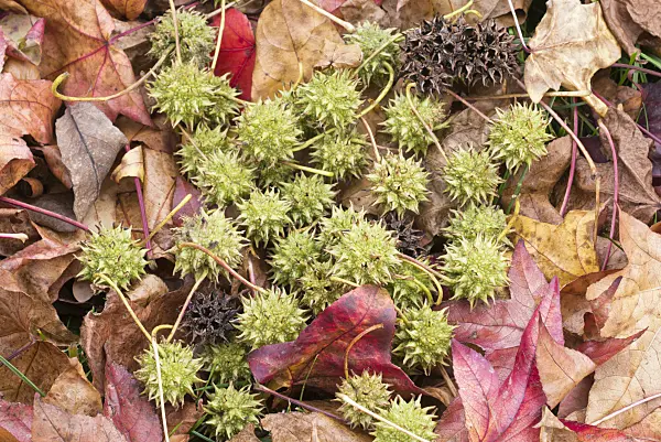 550028 - American sweetgum (Liquidambar styraciflua)