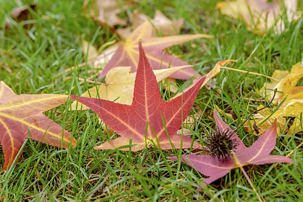 575133 - American sweetgum (Liquidambar styraciflua)