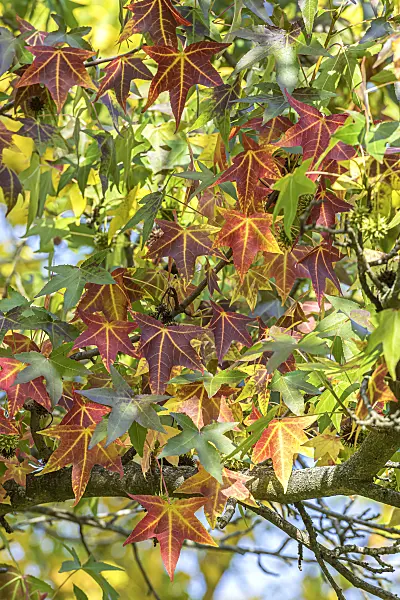 607129 - American sweetgum (Liquidambar styraciflua)