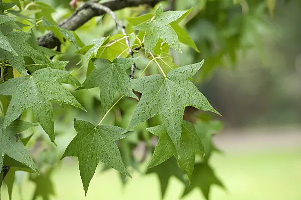 616259 - American sweetgum (Liquidambar styraciflua)