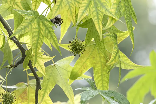 616260 - American sweetgum (Liquidambar styraciflua)
