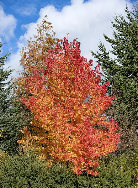 616261 - American sweetgum (Liquidambar styraciflua)