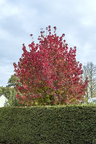 638152 - American sweetgum (Liquidambar styraciflua)