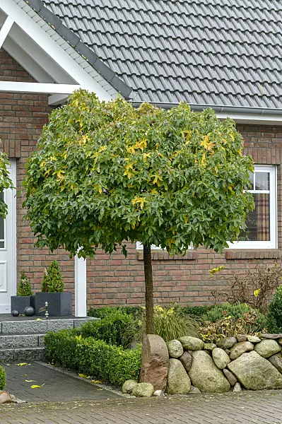 593117 - American sweetgum (Liquidambar styraciflua 'Gum Ball')