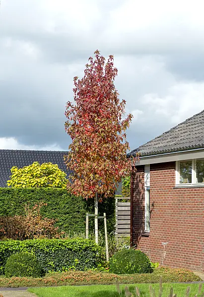 616258 - American sweetgum (Liquidambar styraciflua 'Slender Silhouette')