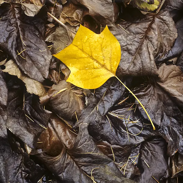 238011 - American tulip tree (Liriodendron tulipifera)