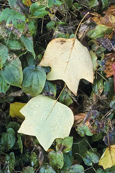 384036 - American tulip tree (Liriodendron tulipifera)