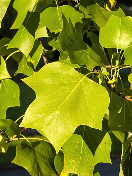 430088 - American tulip tree (Liriodendron tulipifera)