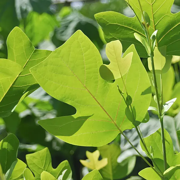 454028 - American tulip tree (Liriodendron tulipifera)