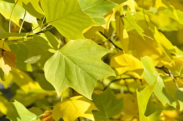 501073 - American tulip tree (Liriodendron tulipifera)