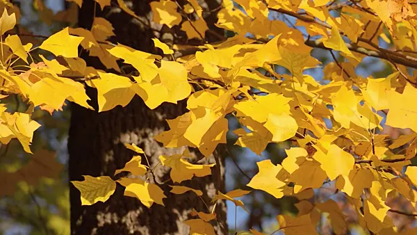 502036 - American tulip tree (Liriodendron tulipifera)
