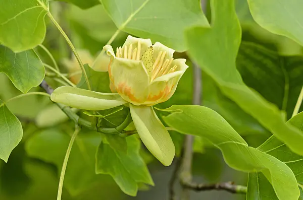 521211 - American tulip tree (Liriodendron tulipifera)