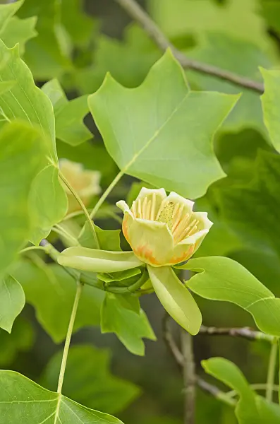 521212 - American tulip tree (Liriodendron tulipifera)