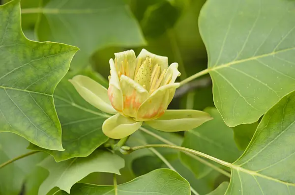 521213 - American tulip tree (Liriodendron tulipifera)