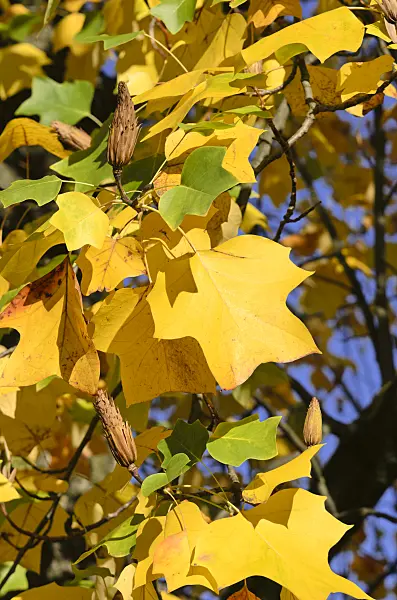 525436 - American tulip tree (Liriodendron tulipifera)