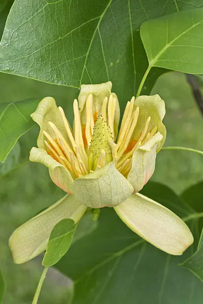 557023 - American tulip tree (Liriodendron tulipifera)