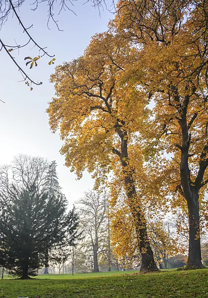 558134 - American tulip tree (Liriodendron tulipifera)