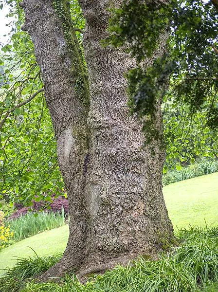 616264 - American tulip tree (Liriodendron tulipifera)