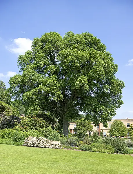 616265 - American tulip tree (Liriodendron tulipifera)