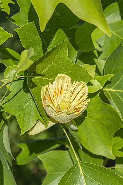 616266 - American tulip tree (Liriodendron tulipifera)