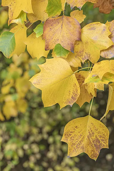 616267 - American tulip tree (Liriodendron tulipifera)