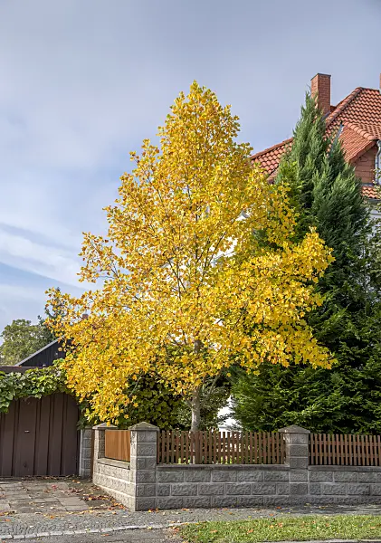 616268 - American tulip tree (Liriodendron tulipifera)