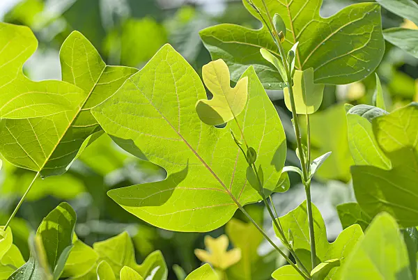 635065 - American tulip tree (Liriodendron tulipifera)