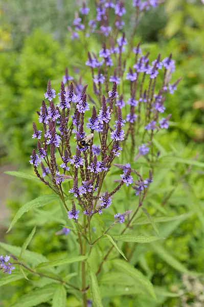 474185 - American vervain (Verbena hastata)