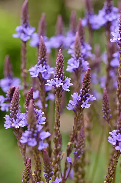 474186 - American vervain (Verbena hastata)