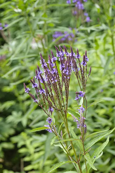 474187 - American vervain (Verbena hastata)