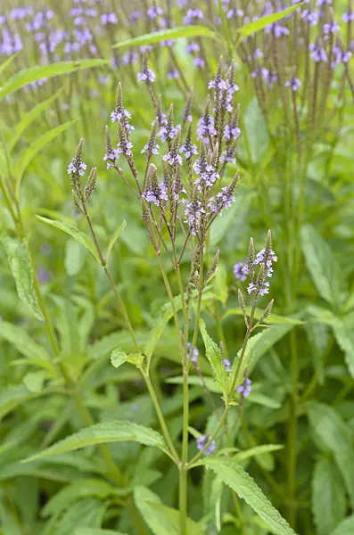 498190 - American vervain (Verbena hastata)