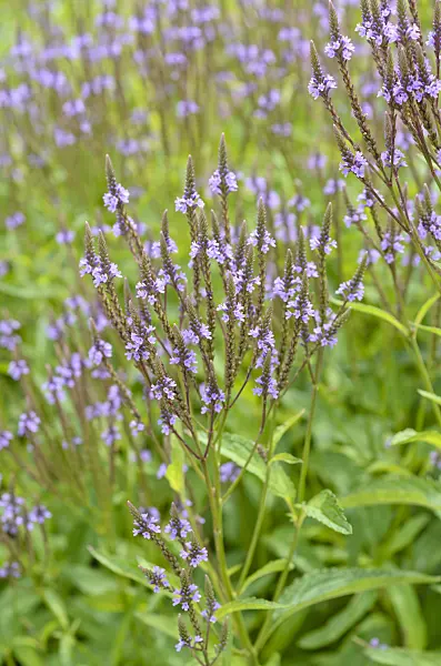 498191 - American vervain (Verbena hastata)
