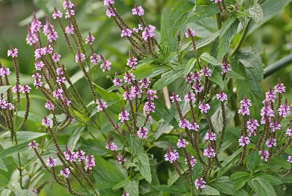 518013 - American vervain (Verbena hastata)
